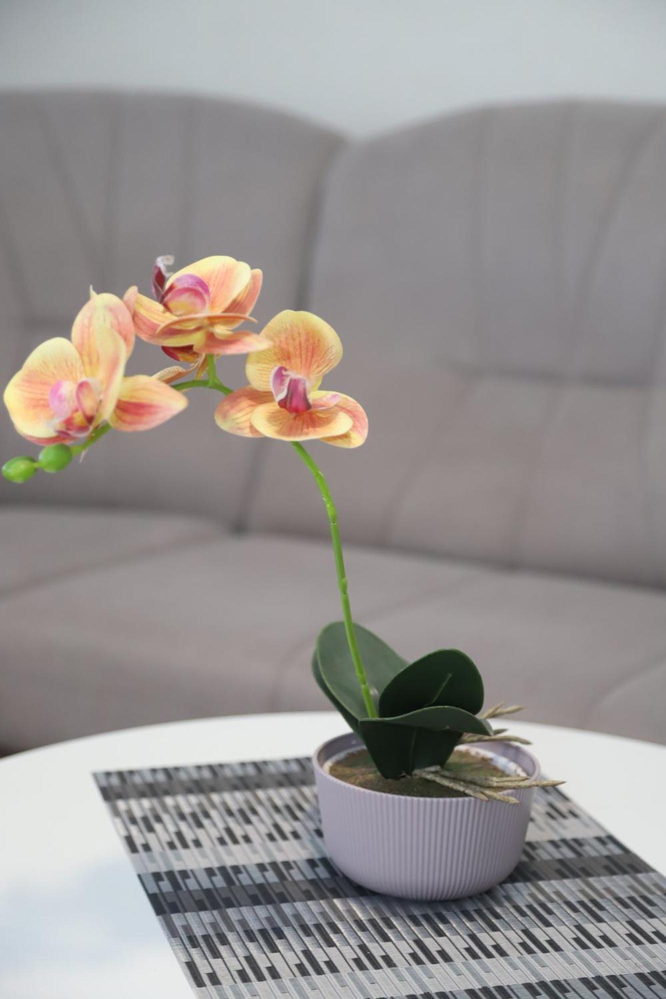 Apartman Hadze موستار المظهر الخارجي الصورة